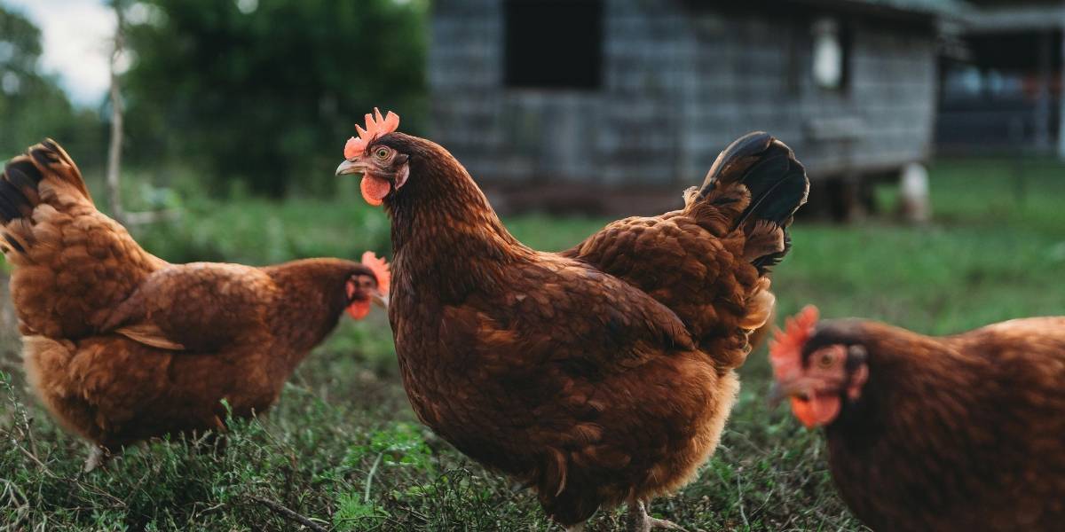 Life Is Better in The Coop Free Range Chickens